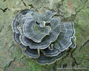 Трамета гриб (Trametes versicolor), плодовое тело, Жив Здоров, 50/100г Трамета гриб (Trametes versicolor), плодовое тело, Жив Здоров, 50/100г